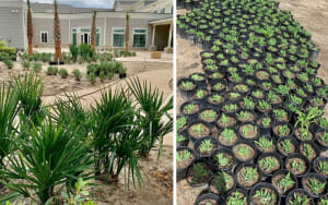 Dozens of potted green plants