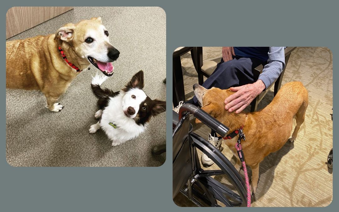 Therapy Pets