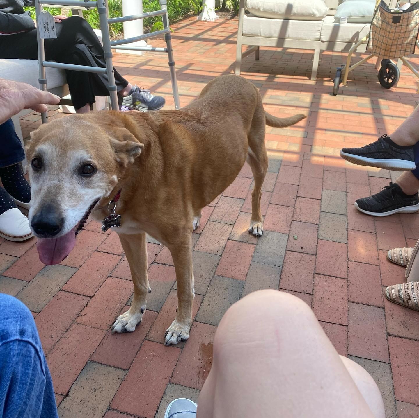Pet Visitor 